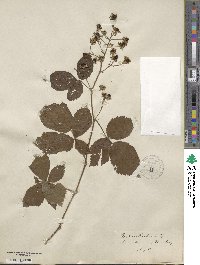 Rubus arrhenii image