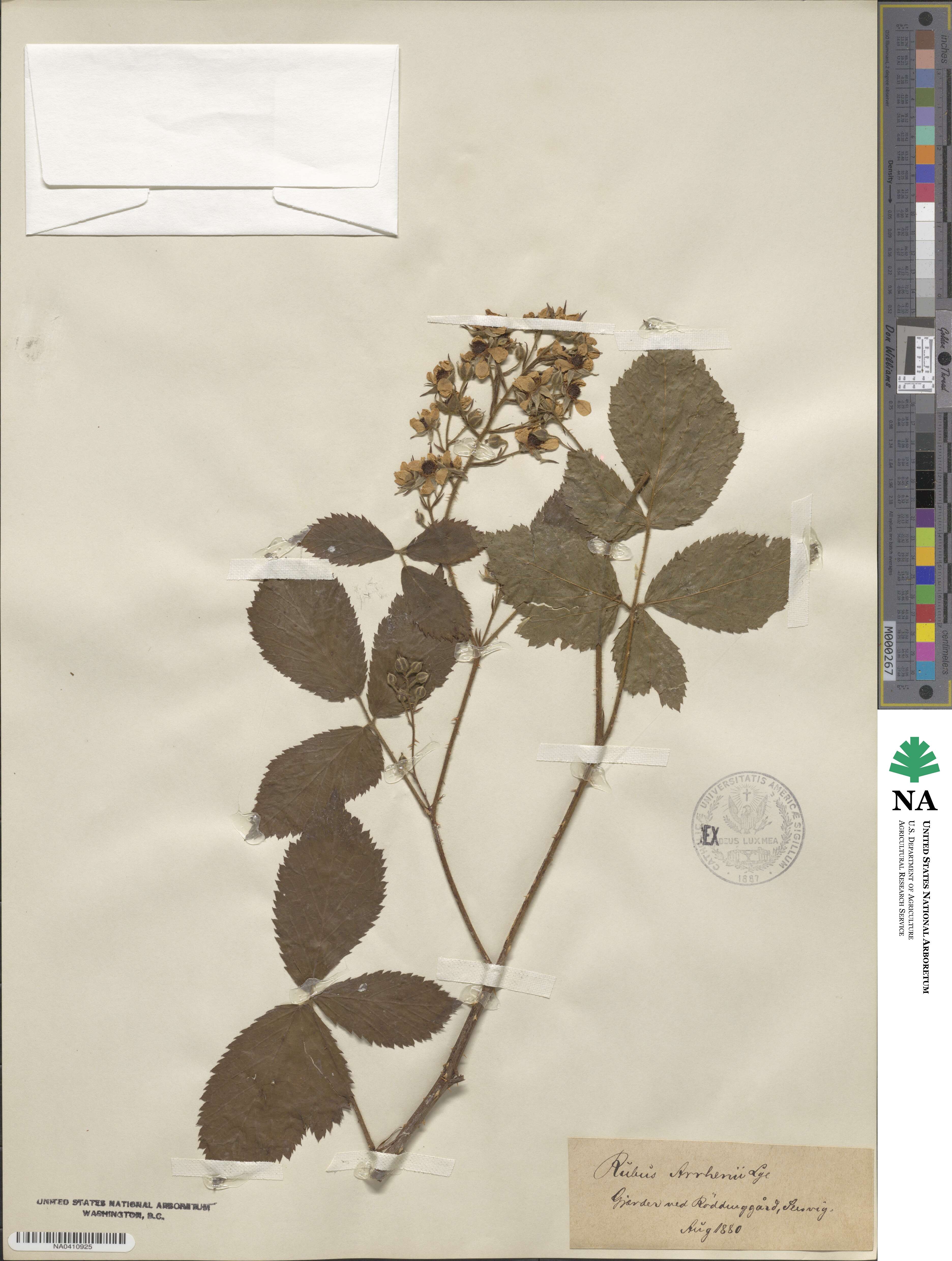 Rubus arrhenii image