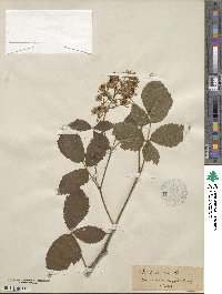 Rubus arrhenii image