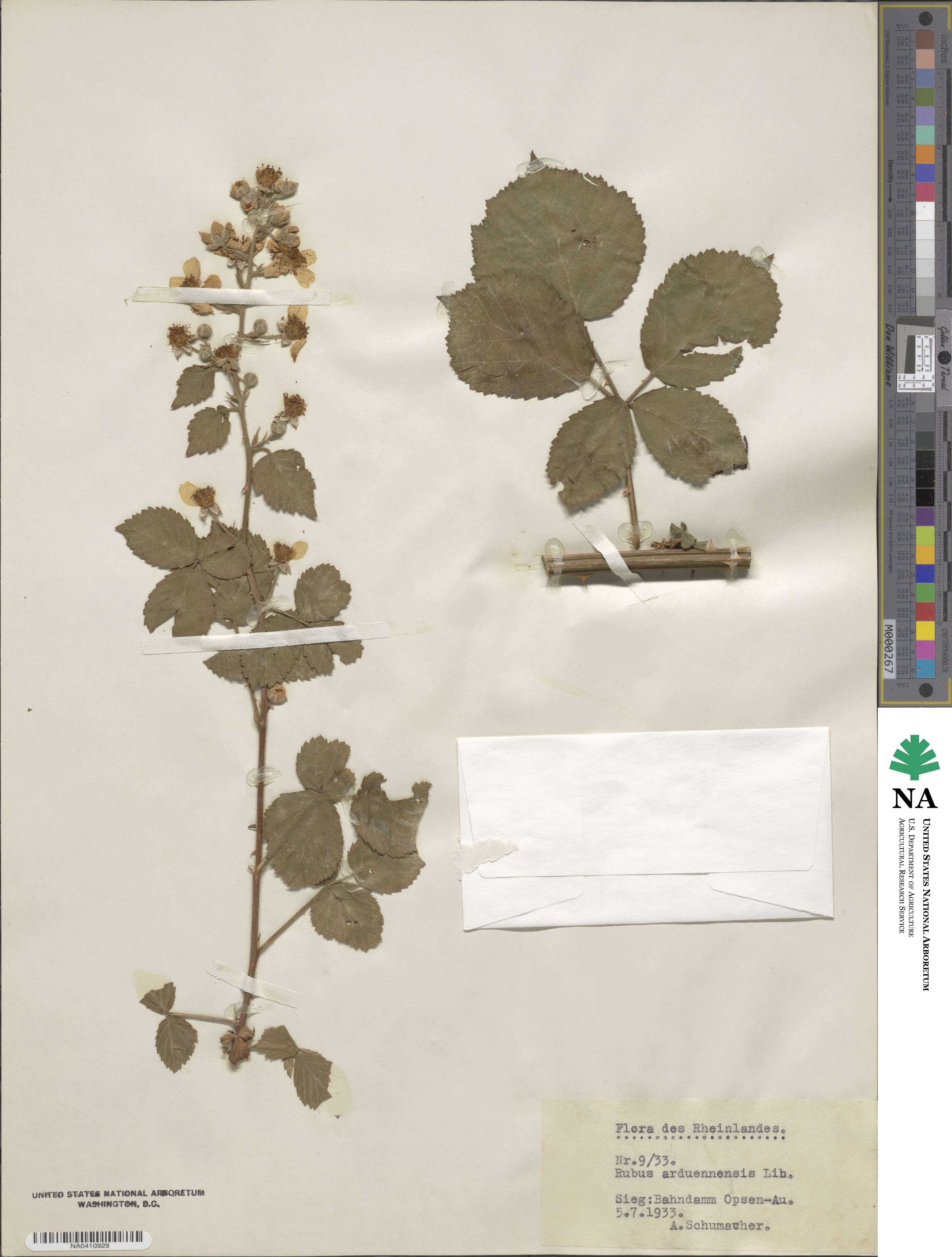 Rubus arduennensis image