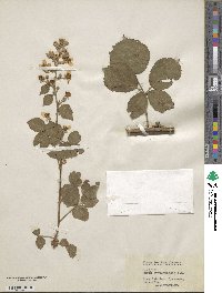 Image of Rubus arduennensis