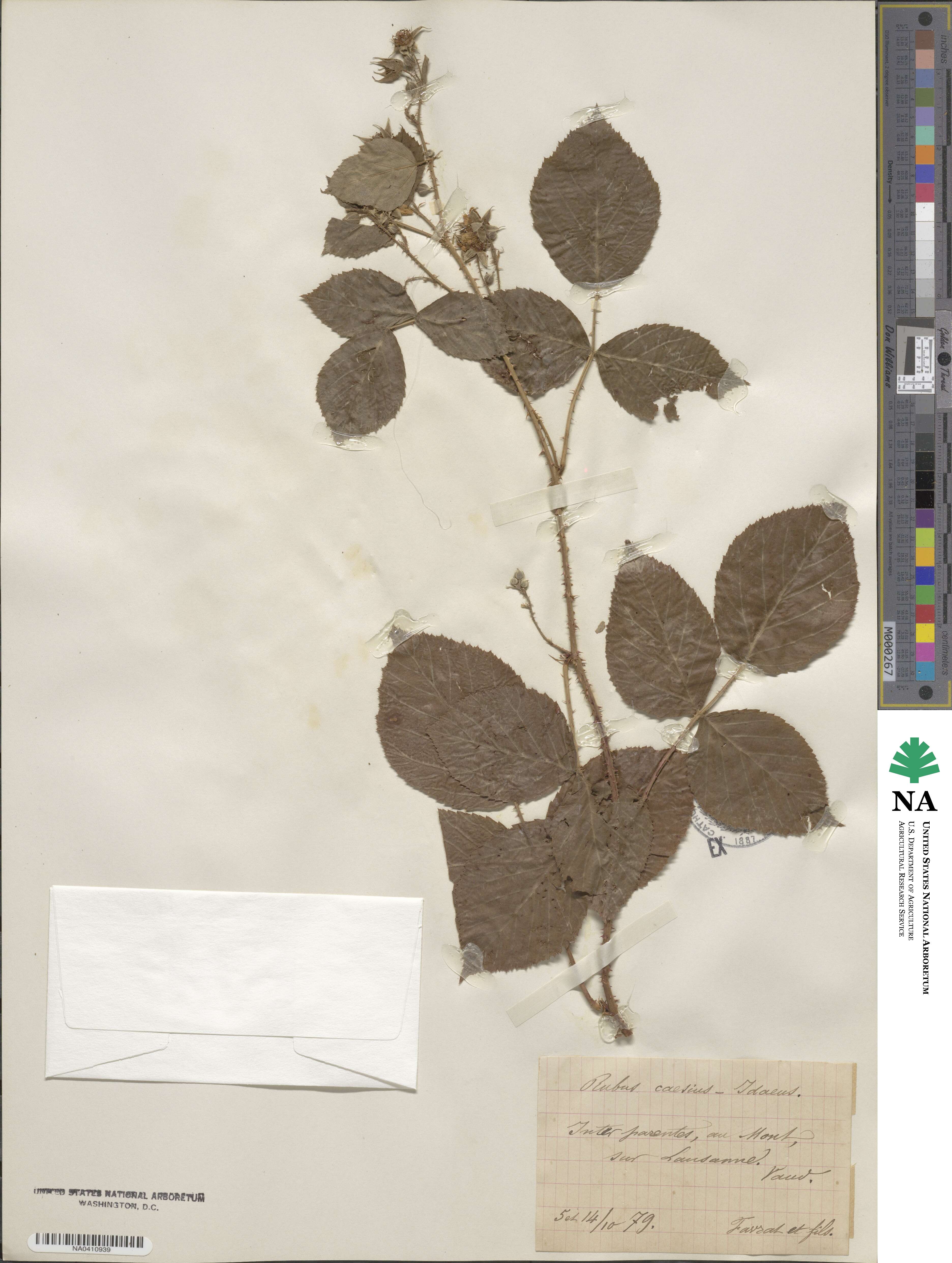 Rubus caesius image