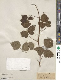 Rubus caesius image