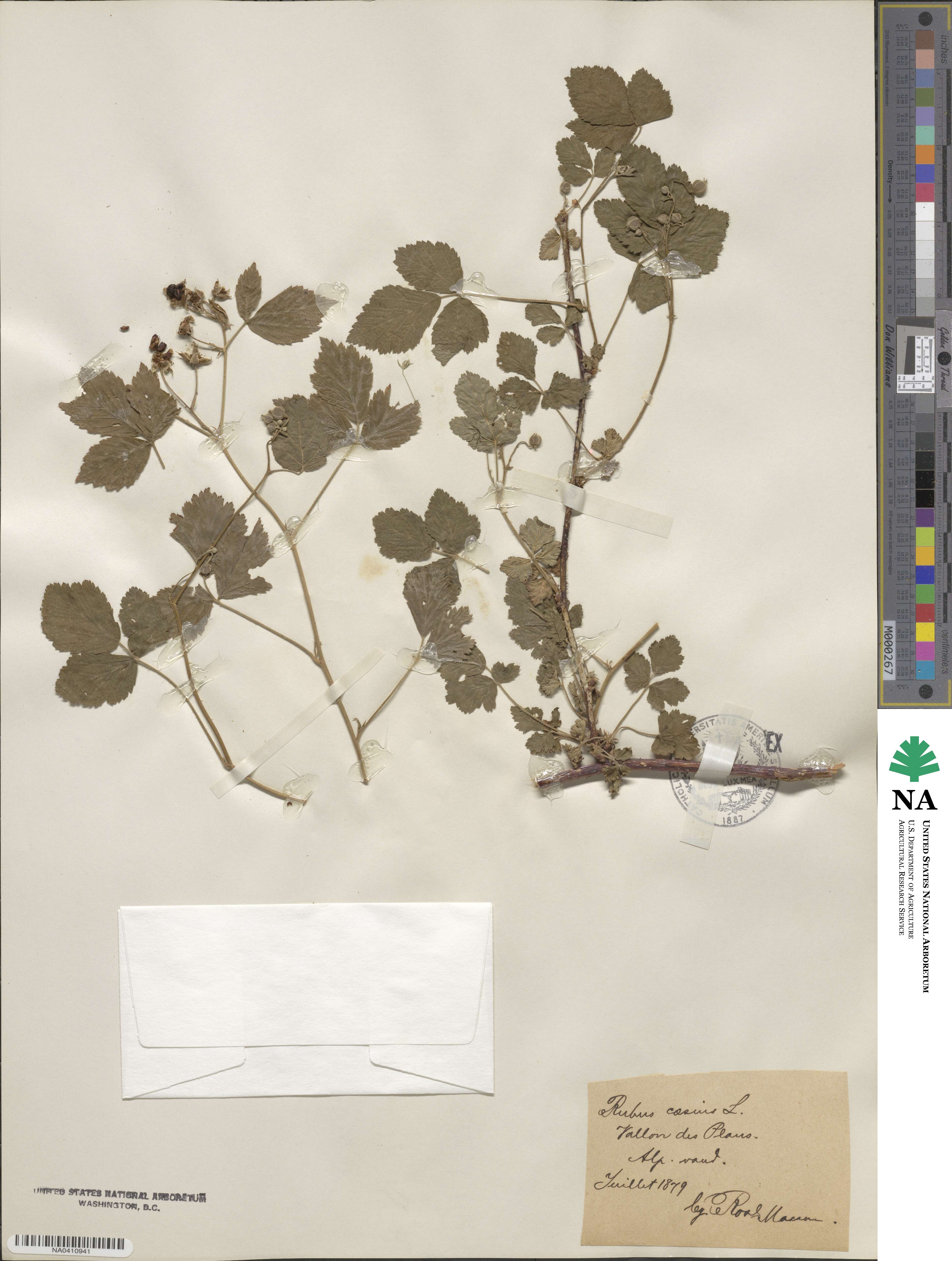 Rubus caesius image