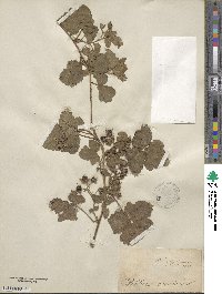 Rubus caesius image