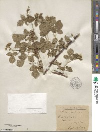 Rubus caesius image