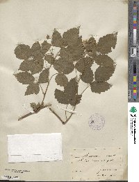 Rubus caesius image