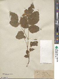 Rubus caesius image