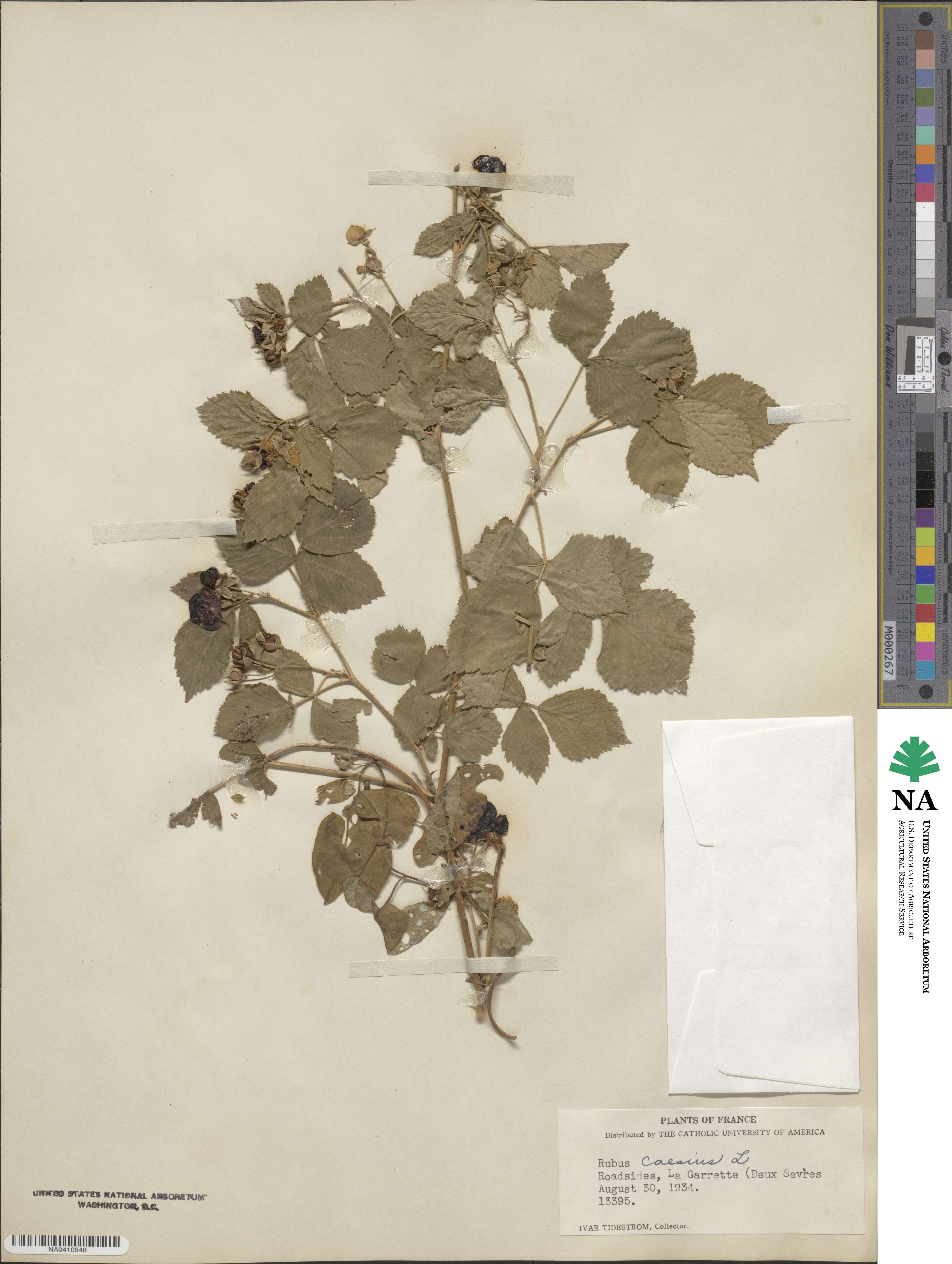 Rubus caesius image