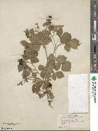 Rubus caesius image