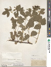 Rubus caesius image