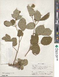 Rubus caesius image