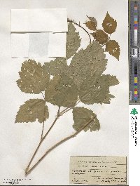 Rubus caesius image