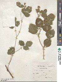 Rubus caesius image