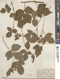 Rubus caesius image