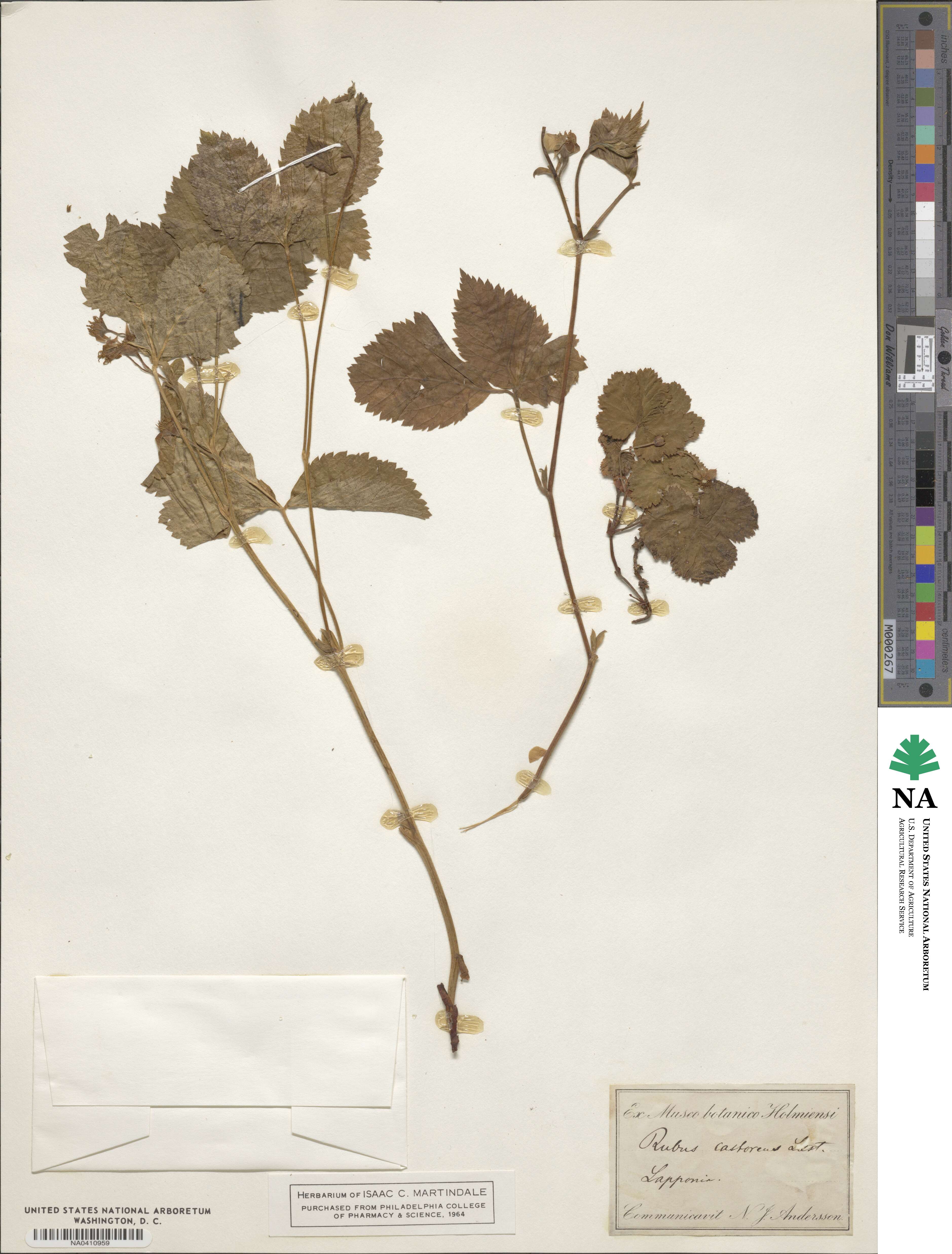 Rubus × castoreus image