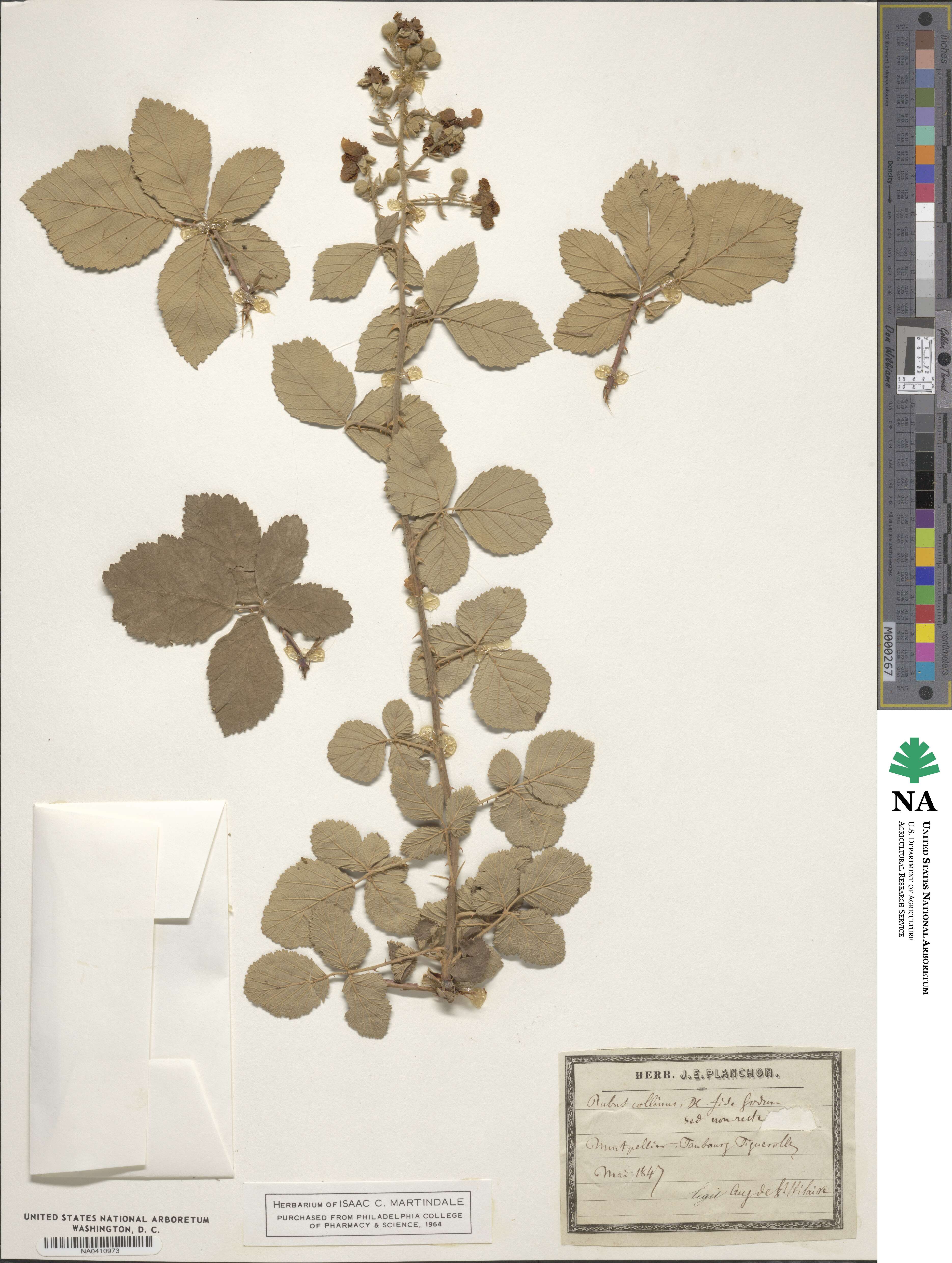 Rubus collinus image