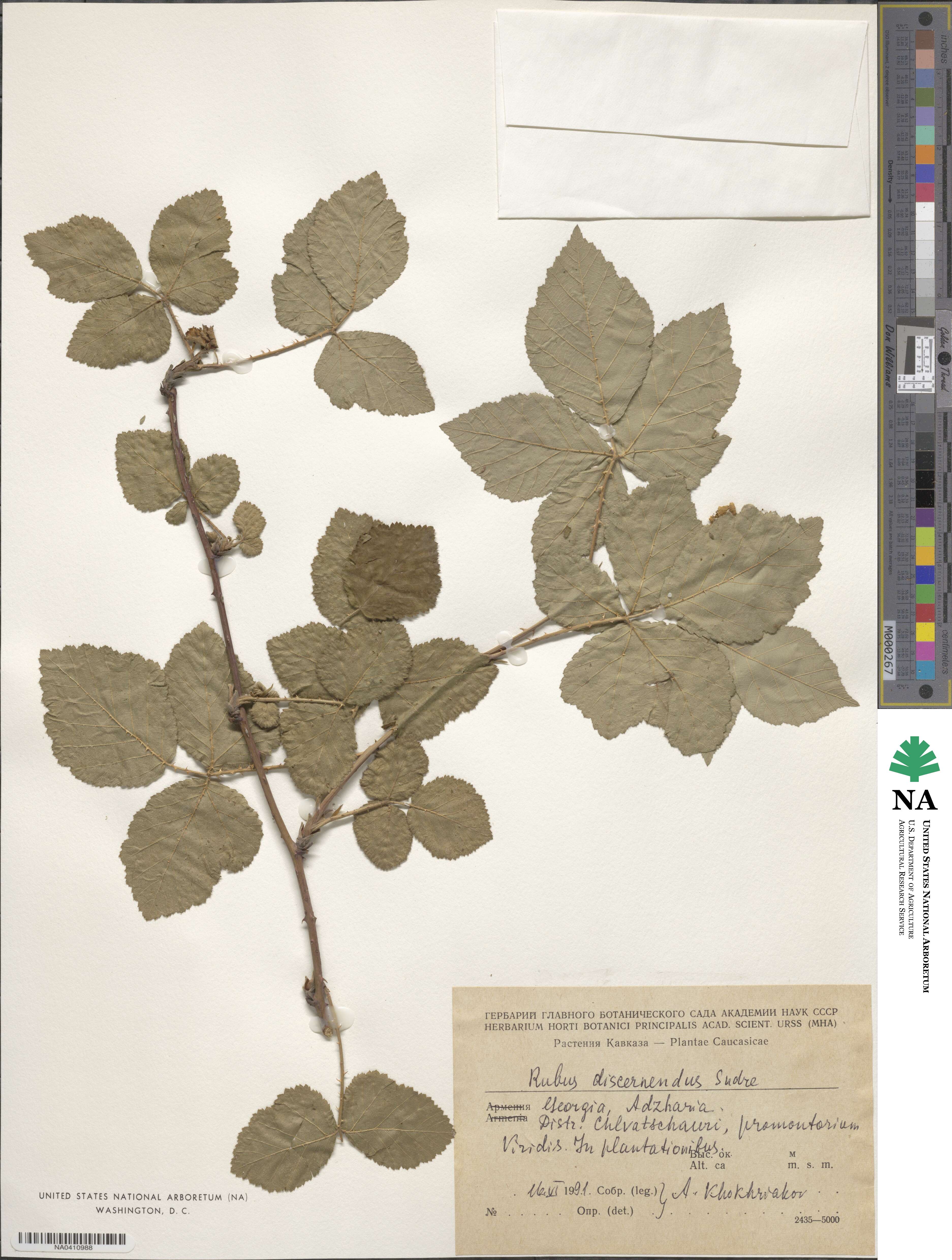 Rubus discernendus image