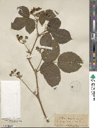 Rubus schiedeanus image