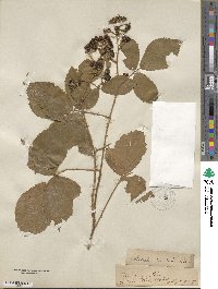 Rubus schiedeanus image