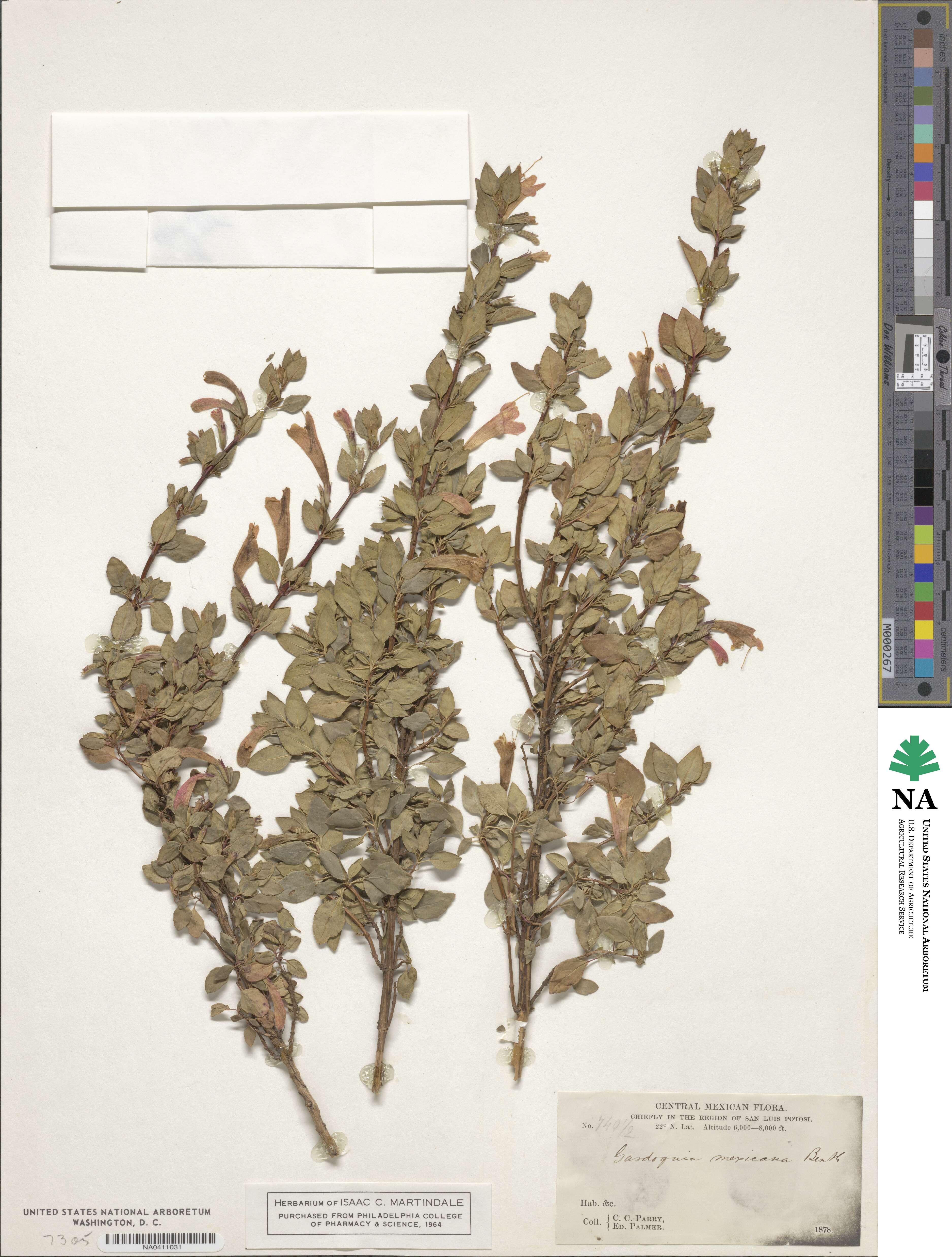 Clinopodium mexicanum image