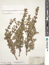 Image of Clinopodium mexicanum