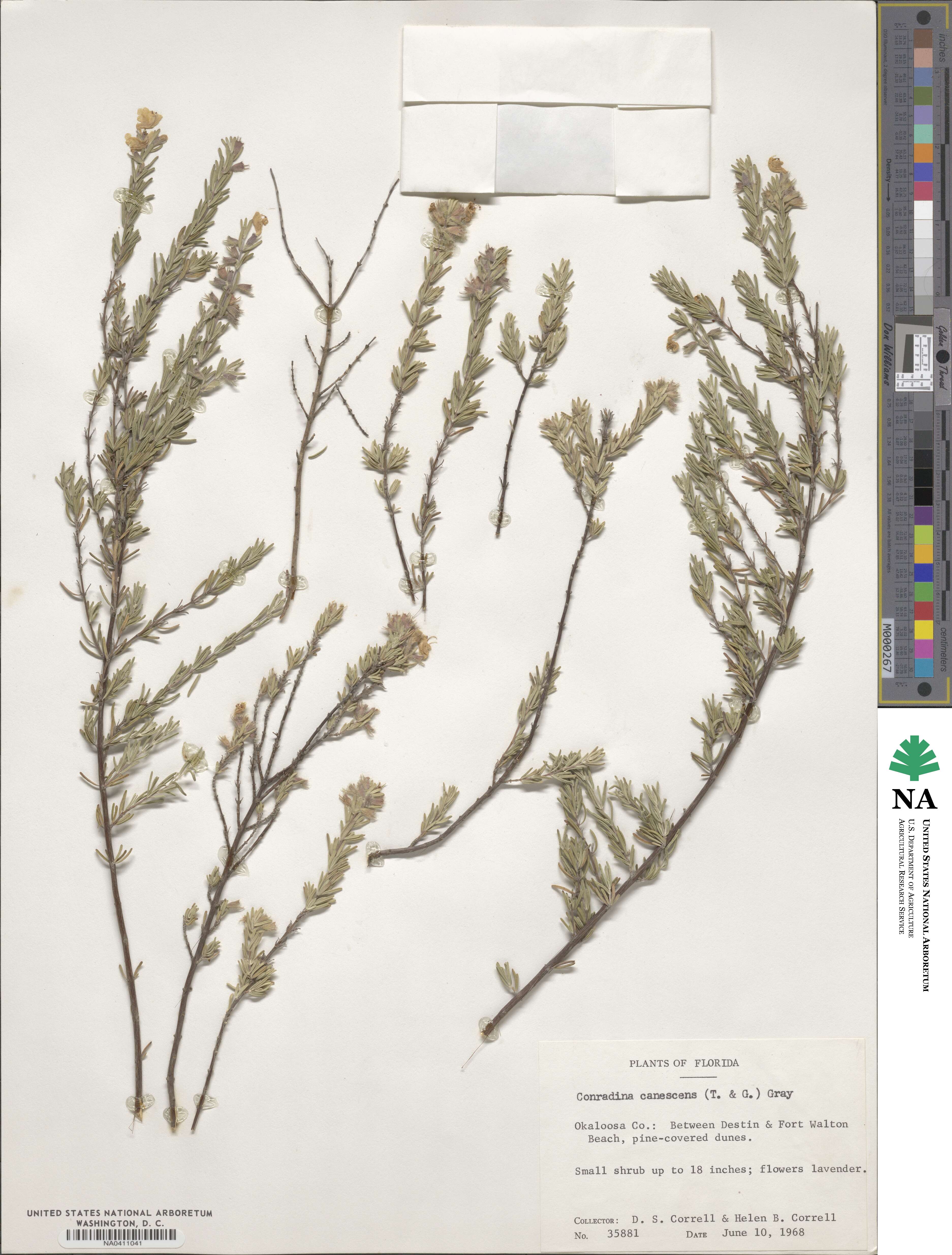 Conradina canescens image
