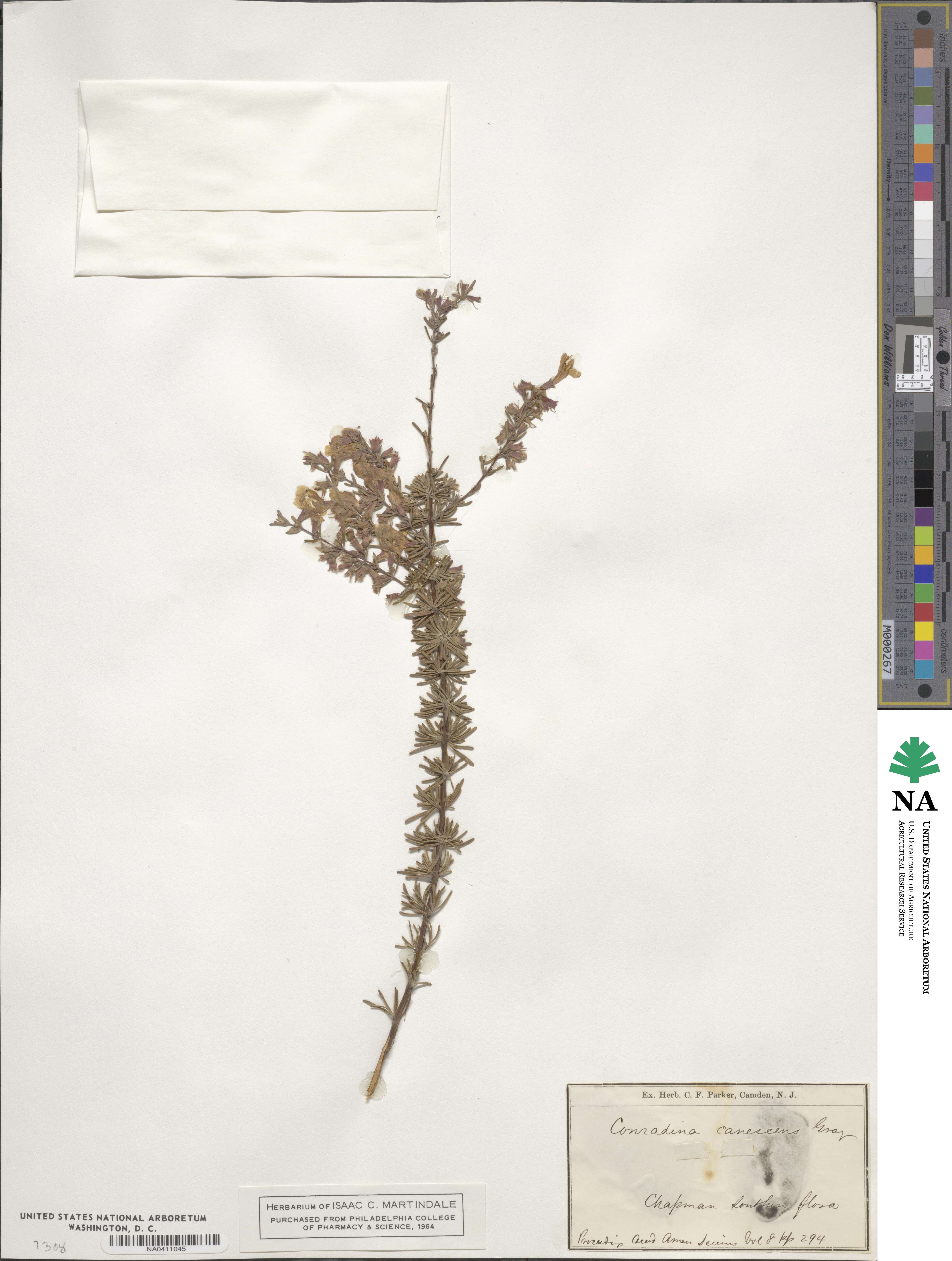 Conradina canescens image