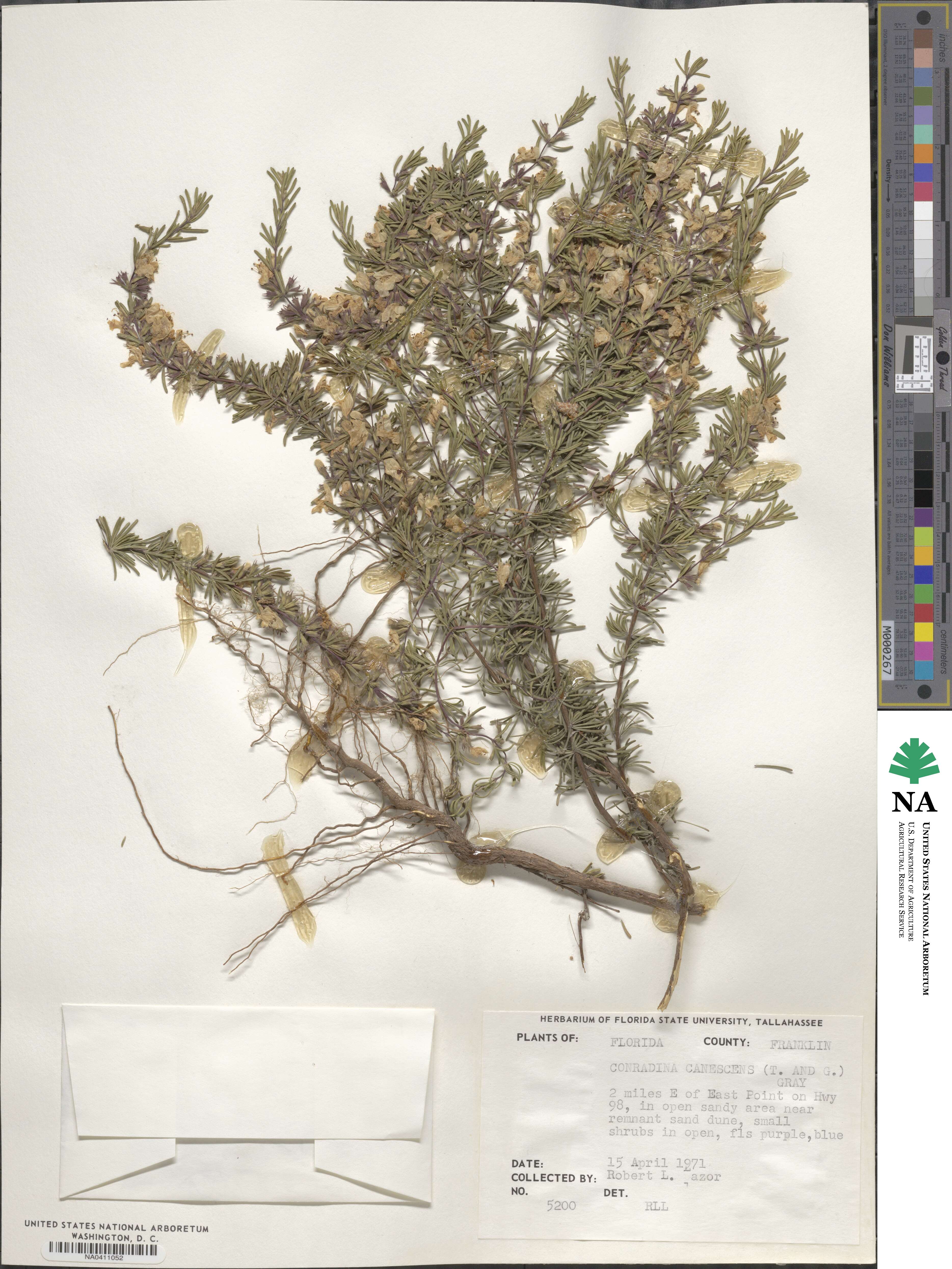 Conradina canescens image