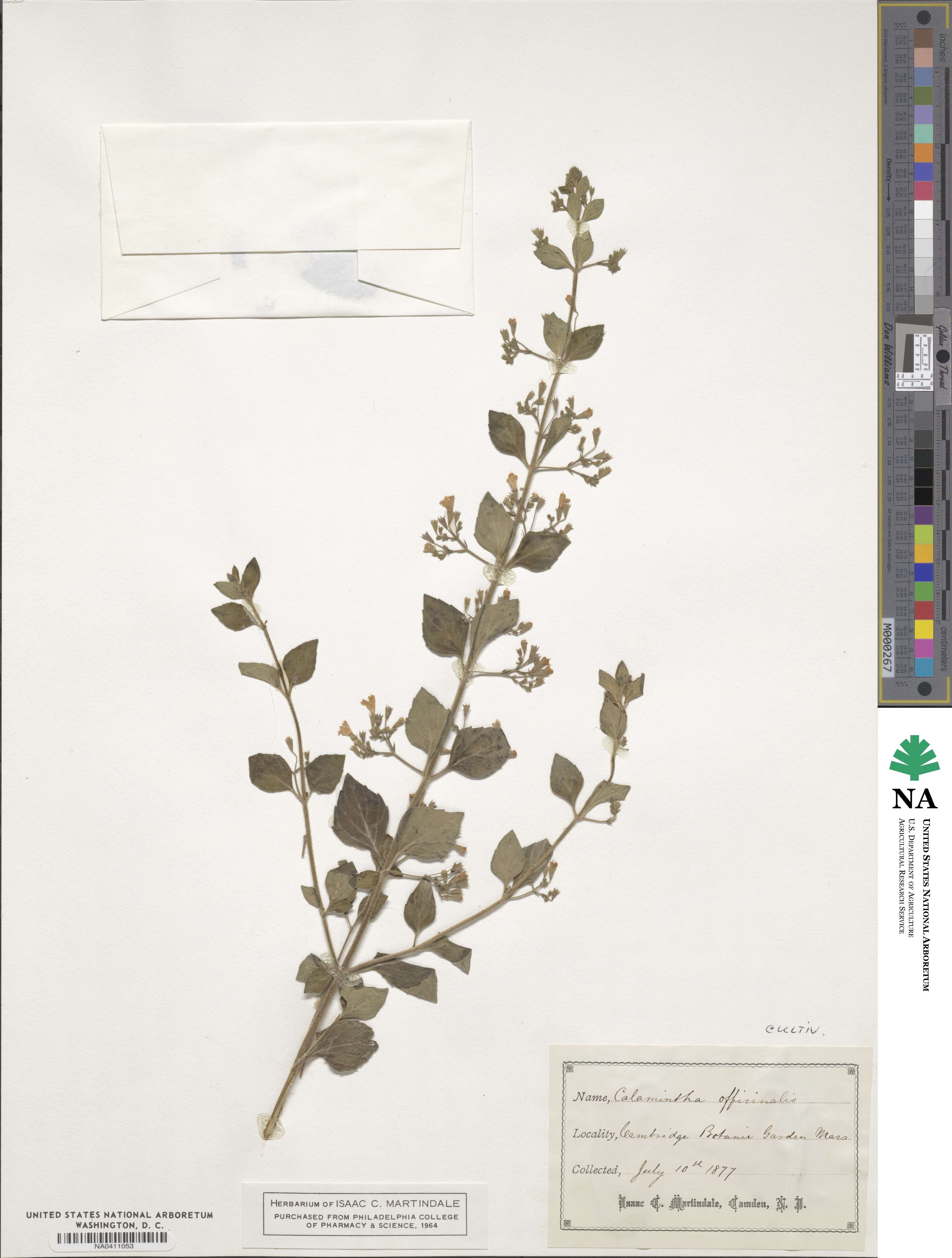 Clinopodium nepeta subsp. spruneri image