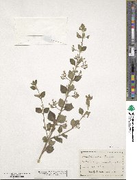 Clinopodium nepeta image