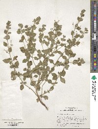 Calamintha nepeta image