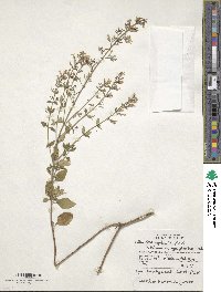 Calamintha nepeta image