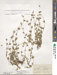 Calamintha origanifolia image