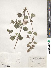 Clinopodium chinense image