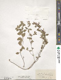 Image of Clinopodium betulifolium