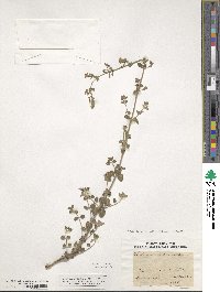 Clinopodium nepeta image