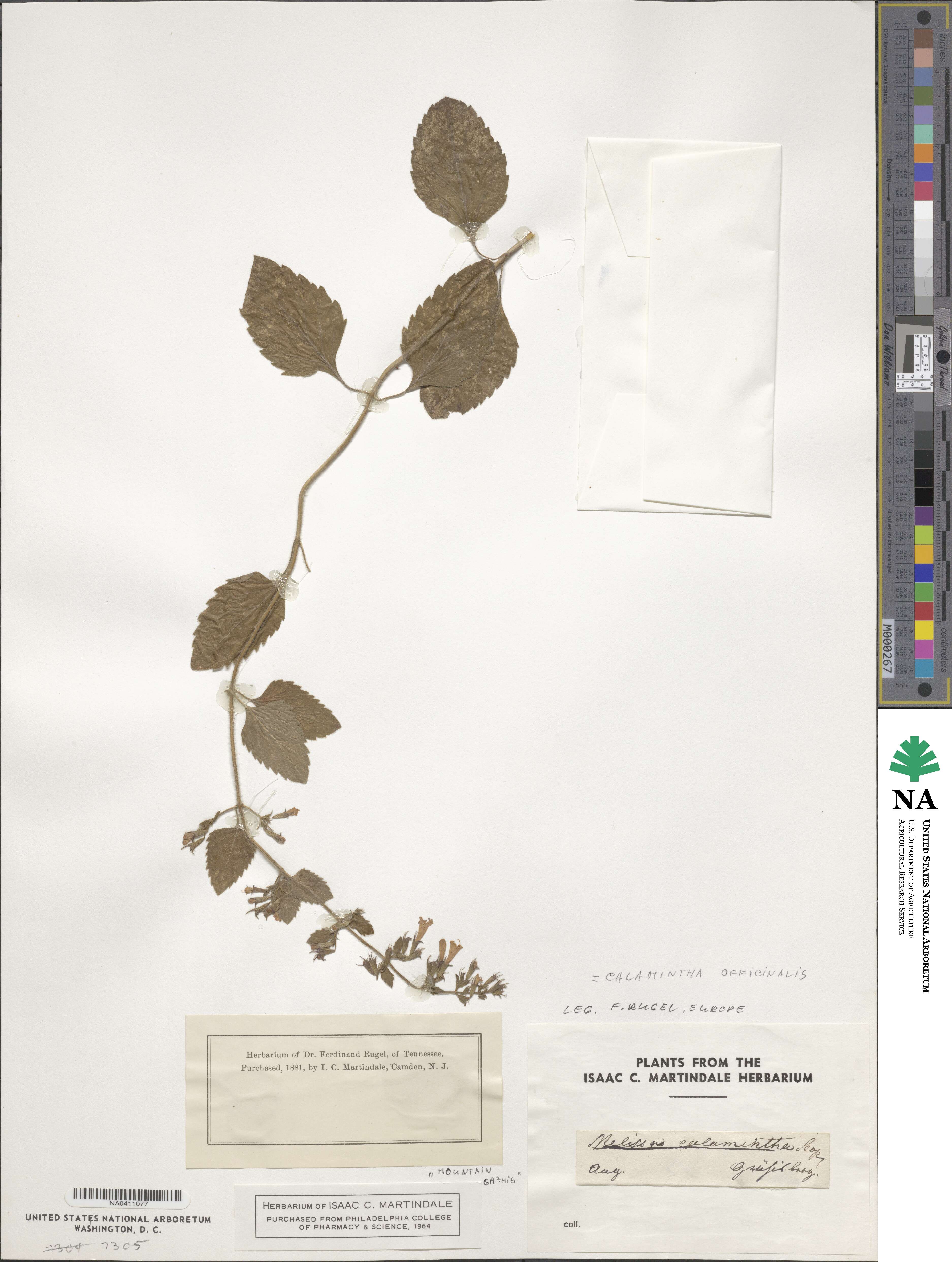 Clinopodium nepeta subsp. spruneri image