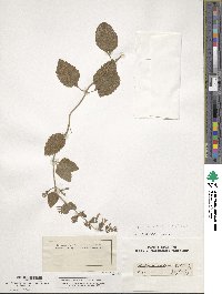 Clinopodium nepeta subsp. spruneri image