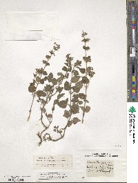 Clinopodium nepeta image