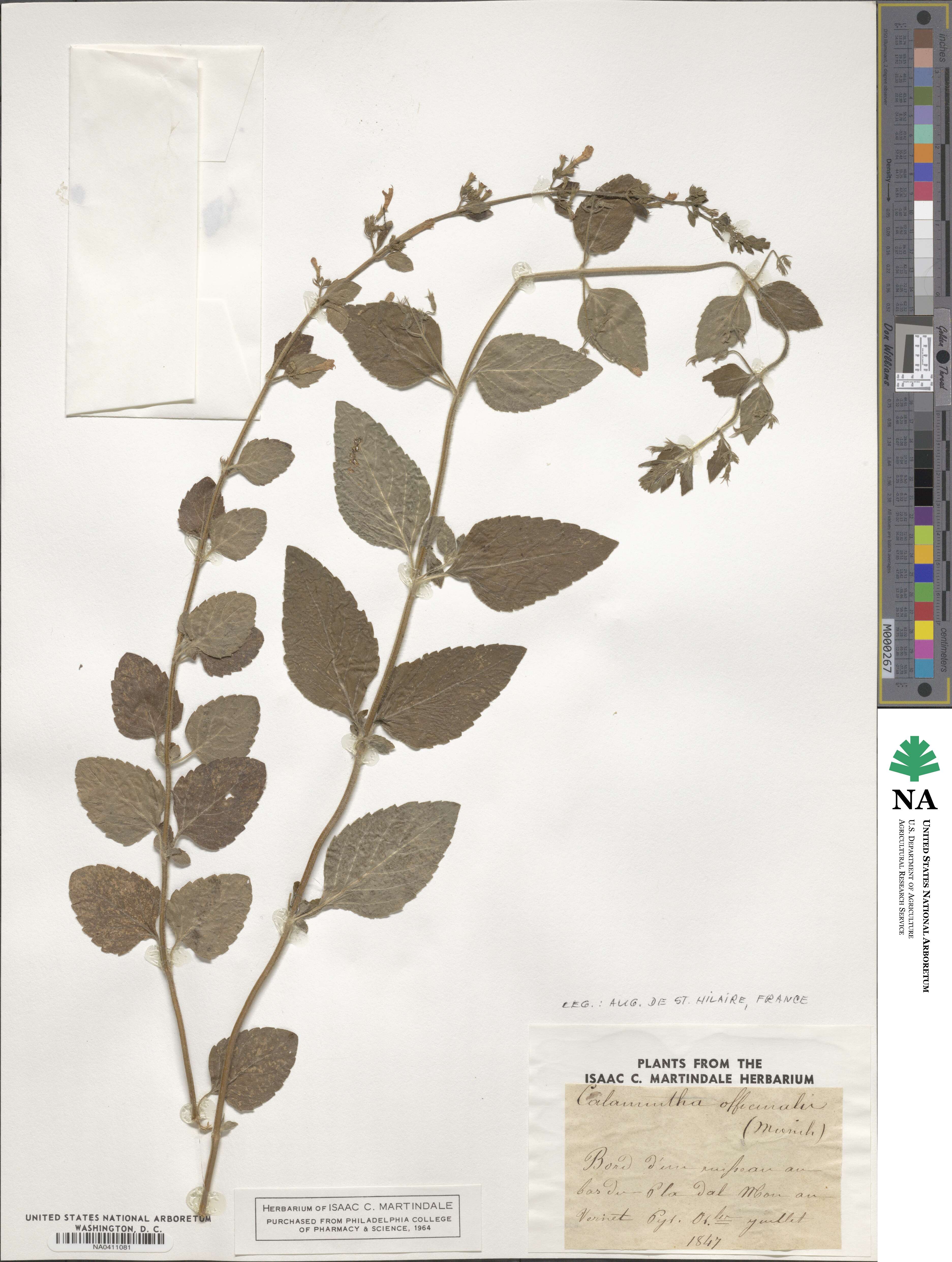 Clinopodium nepeta subsp. spruneri image