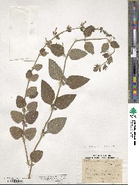 Clinopodium nepeta subsp. spruneri image