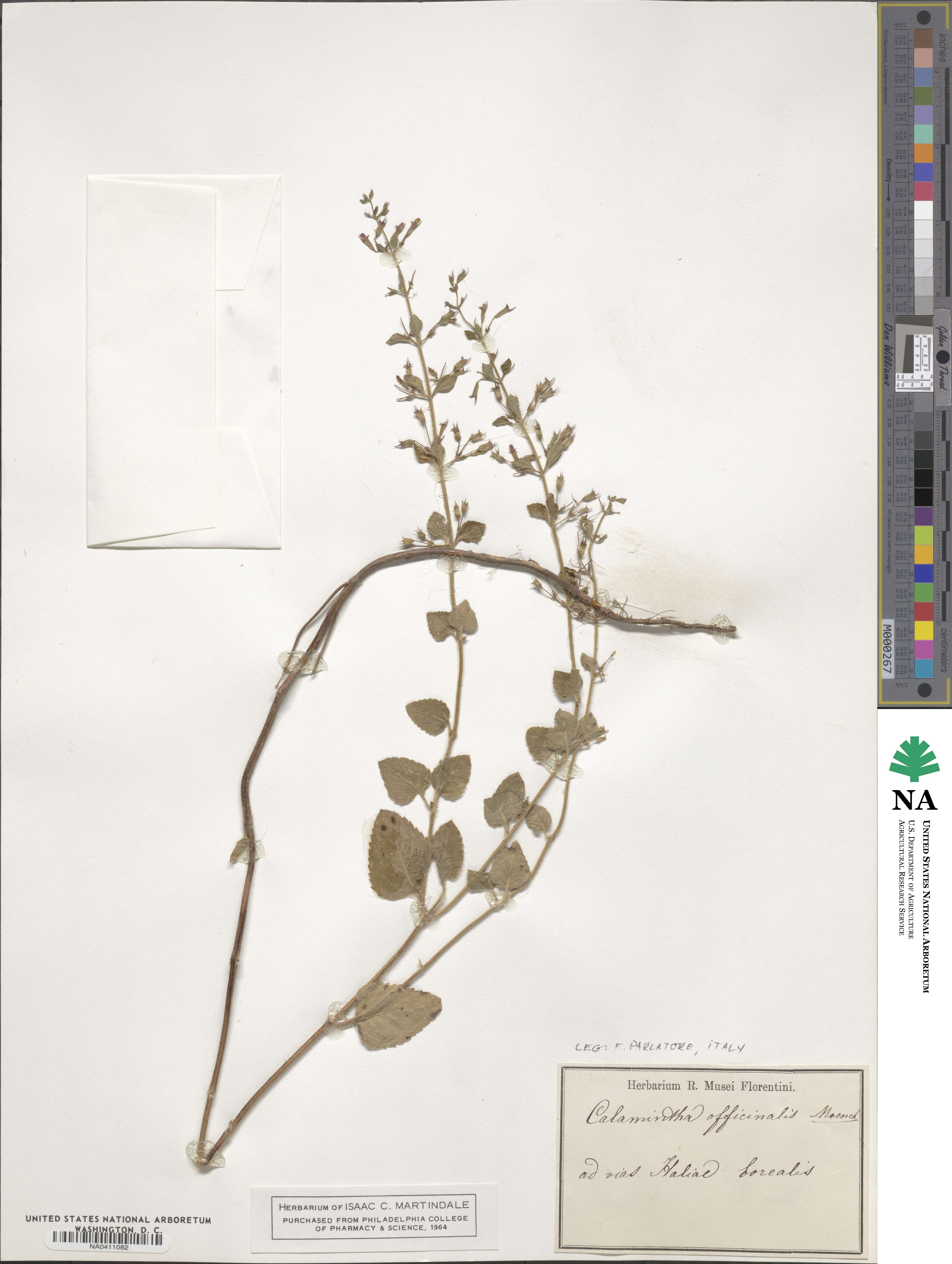 Clinopodium nepeta subsp. spruneri image