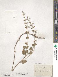 Clinopodium nepeta subsp. spruneri image