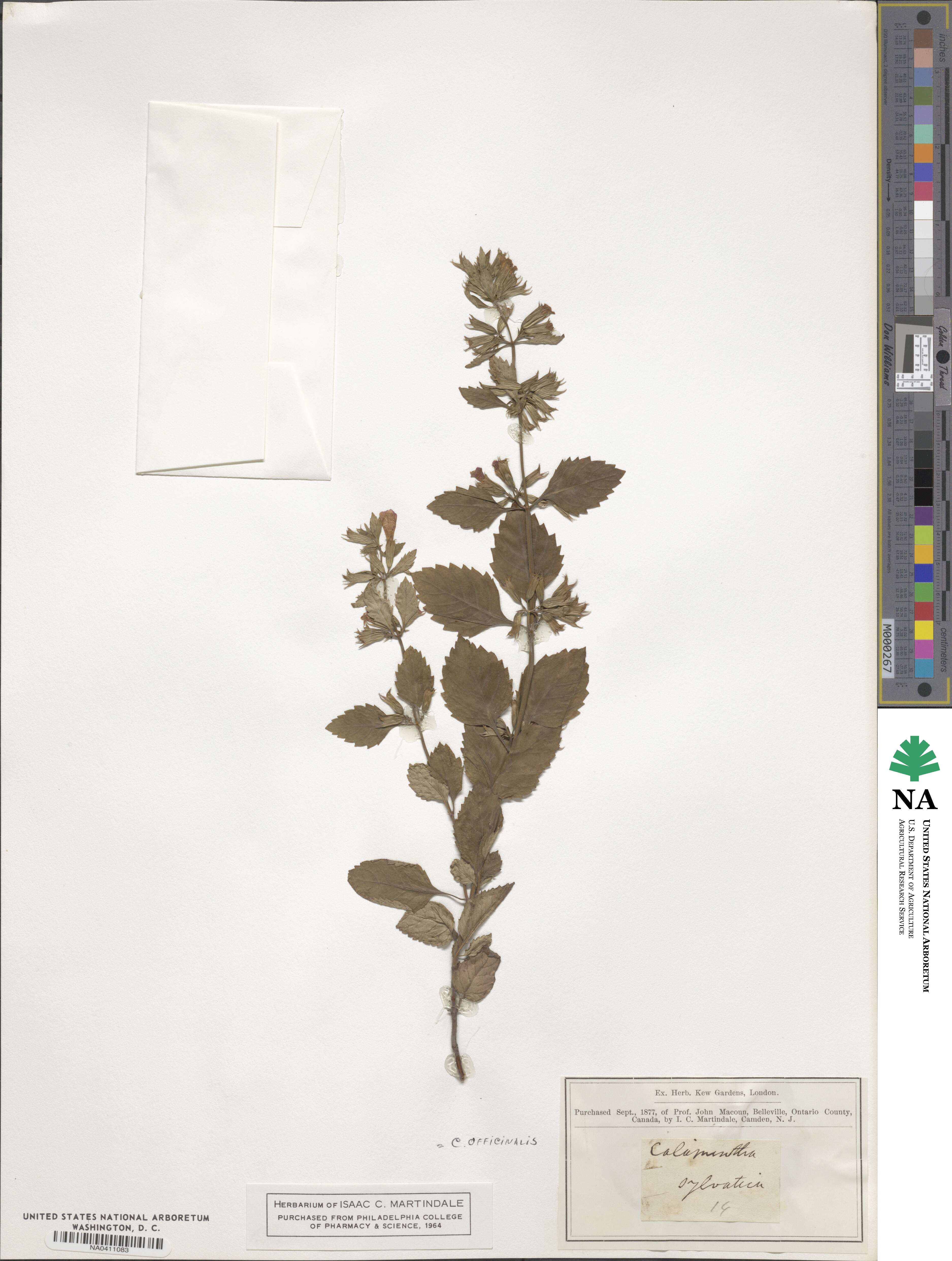 Clinopodium nepeta subsp. spruneri image