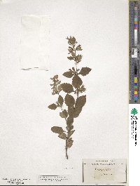 Clinopodium nepeta image