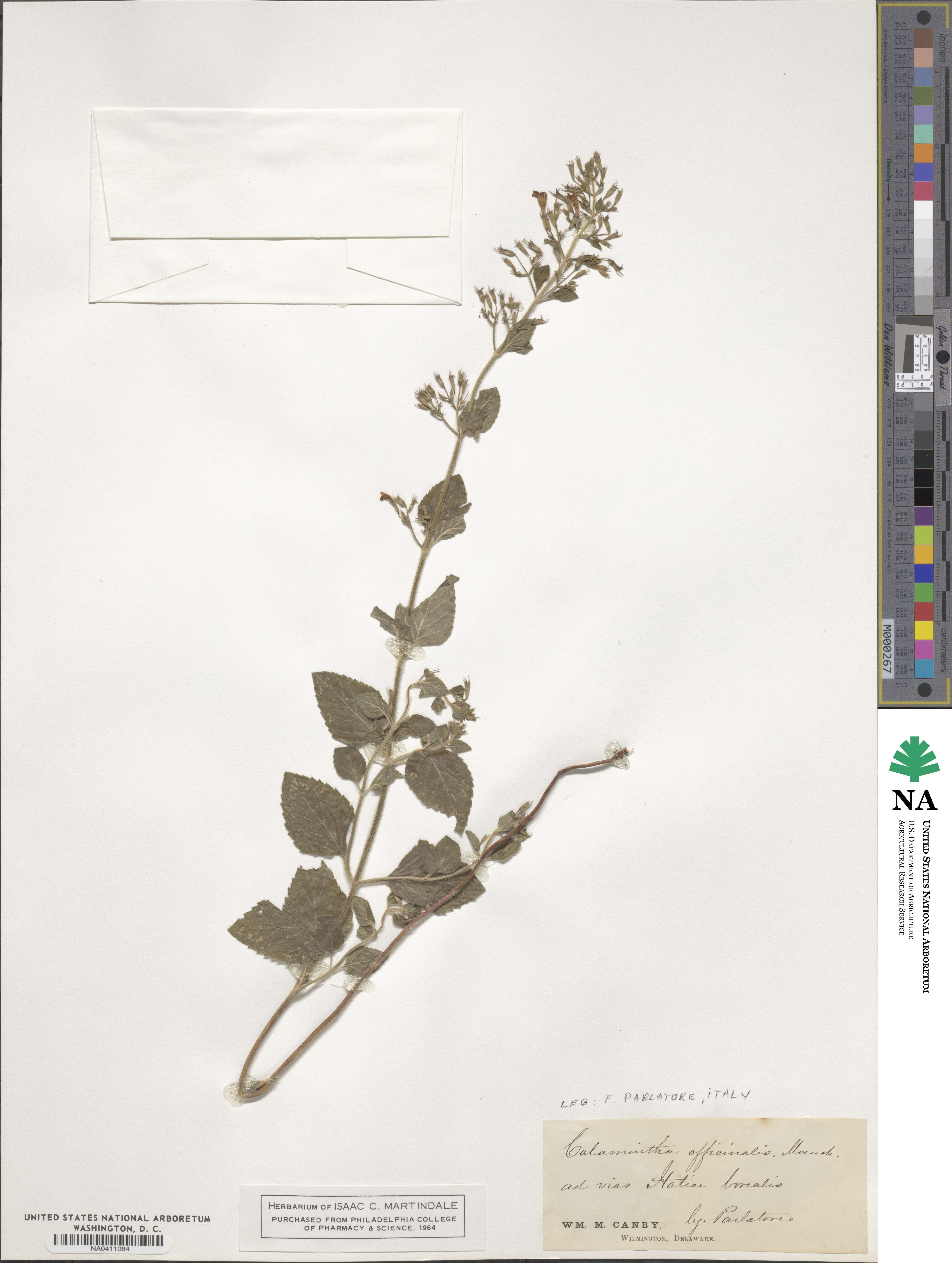 Clinopodium nepeta subsp. spruneri image