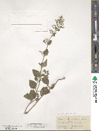 Clinopodium nepeta image