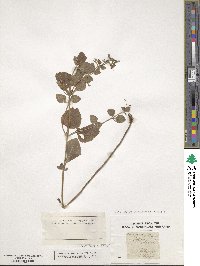 Clinopodium nepeta subsp. spruneri image