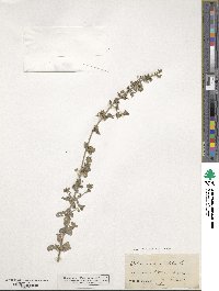 Calamintha nepeta image